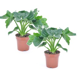 Philodendron bipinnatifidum 'Atom' - Set van 2 - Pot 12cm - Hoogte 30-40cm