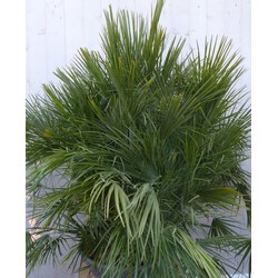 winterharde palmboom chamaerops humilis 160 cm hoog