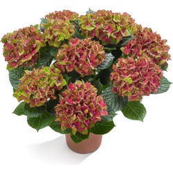 Hortensia Masterpiece Bi-Colour | Schloss Wackerbarth