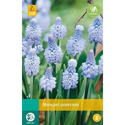 5 stuks - Muscari azureum 8 bollen