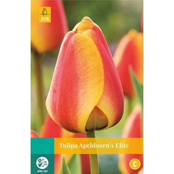 3 stuks - Tulipa Apeldoorn's Elite 8 bollen