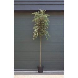 Steeneik Quercus ilex h 375 cm st. omtrek 15 cm st. h 190 cm