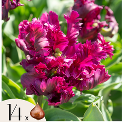 Tulpenbollen - Set van 14 - Tulipa 'Parrot Negrita' - Bloembollen - Paars