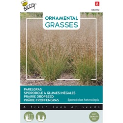 Ornamental Grasses, Sporobolus heterolepis - Buzzy