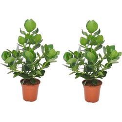 Clusia rosea 'Princess' - Set van 2 - Pot 17cm - Hoogte 50-60cm