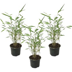 Fargesia papyrifera Grex - Set van 3 Blauwe Bamboe - Pot 13cm - Hoogte 30-40cm