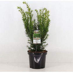 Taxus media densiformis 30-40 cm