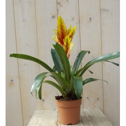 Bromelia geel/rood 30 cm