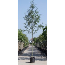 Lijsterbes Sorbus aucuparia h 250 cm st. omtrek 8 cm