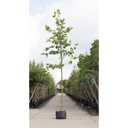 Platanenboom Platanus hispanica h 550 cm st. omtrek 19 cm