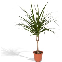 Hello Plants Dracaena Marginata Drakenbloedboom - Ø 14 cm - Hoogte: 40 cm - Palm Kamerpalm