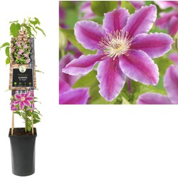 3 stuks - Klimplant Clematis Dr. Ruppel 75 cm - Van der Starre