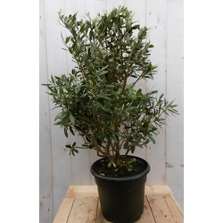 Olijfboom Olea Struik Europaea stamhoogte 50 cm en hoogte 90 cm