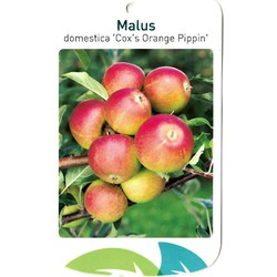 Malus Domestica Cox s Orange Pippin