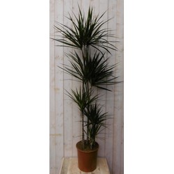 Kamerplant Drakenbloedboom Dracaena Marginata smal blad Groen 160 cm - Warentuin Natuurlijk