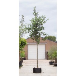 Zomereik Quercus robur h 550 cm st. omtrek 19 cm - Warentuin Natuurlijk