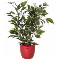 Groen/witte ficus kunstplant 40 cm met plantenpot wijnrood D13.5 en H12.5 cm - Kunstplanten