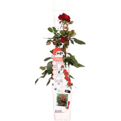 Hello Plants Rosa Crazy in Love Red Klimroos - Klimplant Rozenstruik - Ø 15 cm - Hoogte: 65 cm