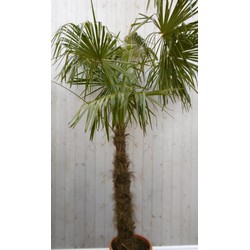 Winterharde Palmboom stamhoogte 100 cm en hoogte 225 cm - Warentuin Natuurlijk