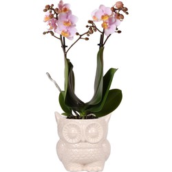 Kolibri Orchids | Roze Phalaenopsis orchidee – Andorra + Owl sierpot nude – potmaat Ø9cm – 35cm hoog | bloeiende kamerplant in bloempot - vers van de kweker