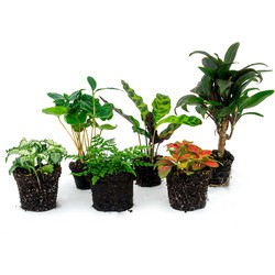 URBANJNGL - Terrarium planten pakket - Jungle Boost - 6 planten