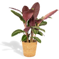 Hello Plants Calathea Warscewiczii Pauwenplant in Mand - Ø 19 cm - Hoogte 65-75 cm - Kamerplant