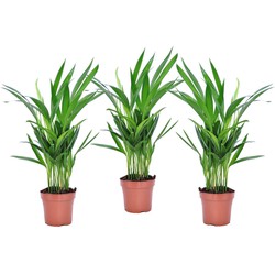 Dypsis Lutescens - Set van 3 - Areca - Goudpalm - Pot 12cm - Hoogte 30-45cm