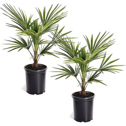 Trachycarpus Fortunei - Set van 2 - Waaierpalmboom - Pot 15cm - Hoogte 35-45cm
