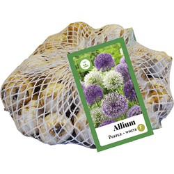 Allium paars-wit, 35 bloembollen