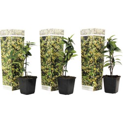 Toscaanse Jasmijn - Set van 3 - Geel - Tuinplanten - Pot 9cm - Hoogte 25-40cm