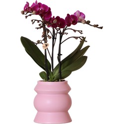 Kolibri Orchids | paarse Phalaenopsis orchidee – Morelia in Tower sierpot roze – potmaat Ø9cm – 40cm hoog | bloeiende kamerplant in bloempot - vers van de kweker