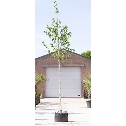 Witte himalaya berk Betula ut. jacquemontii h 350 cm st. omtrek 12 cm