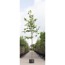 Platanenboom Platanus hispanica h 250 cm st. omtrek 8 cm