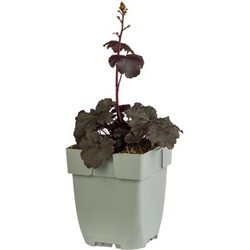 Heuchera 'Black Sea'