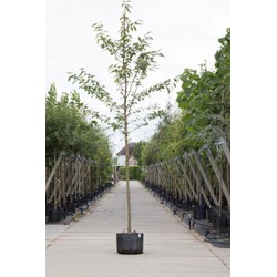 Dubbelbloemige sierkers Prunus a. Plena h 550 cm st. omtrek 19 cm