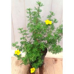 Potentilla geel