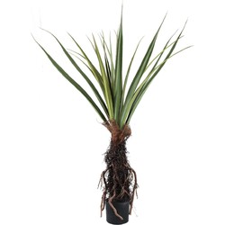 PTMD Kunstplant Pandanus - 130x130x150 cm - Polyester - Groen