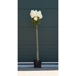 2 stuks! Hortensia Vanille Fraise halfstam Hydrangea pan. Vanille Fraise h 125 cm st. h 90 cm boom - Warentuin Natuurlijk