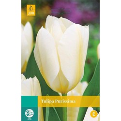 3 stuks - Tulipa Purissima 8 bollen