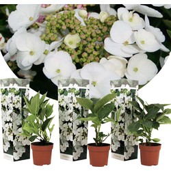 Hortensia Teller - Set van 3 - Wit - Hydrangea - Pot 9cm - Hoogte 25-40cm