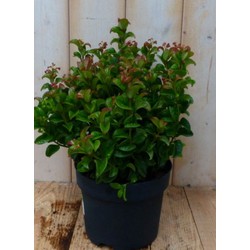 2 stuks! Leucothoe Krullend Blad 30 cm - Warentuin Natuurlijk