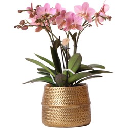 Kolibri Orchids | Roze Phalaenopsis orchidee – Treviso in Groove pot goud – potmaat Ø12cm – 35cm hoog | bloeiende kamerplant in bloempot - vers van de kweker