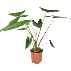 ZynesFlora - Alocasia Zebrina - Ø 21 cm - Hoogte: 70 - 75 cm - Kamerplant