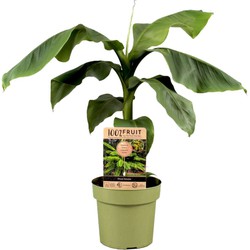 Musa Basjoo - Bananenplant - Tuinplant - Pot 21cm - Hoogte 55-70cm