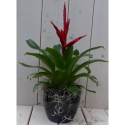 Bromelia zwarte/antraciete pot 30 cm - Warentuin Natuurlijk