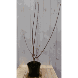 2 stuks! Cornus rood 60 cm