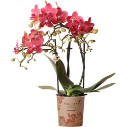 Kolibri Orchids | rode Phalaenopsis orchidee - Congo - potmaat Ø9cm | bloeiende kamerplant - vers van de kweker