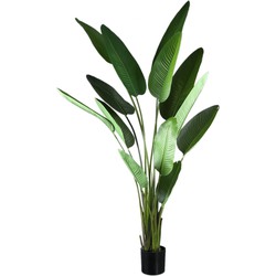 PTMD Leaves Plant Green PE real touch strelitzia L
