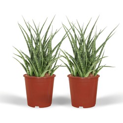 Hello Plants Sansevieria Fernwood Punk Vrouwentong - 2 Stuks - Ø 12 cm - Hoogte: 30 cm