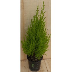 Cupressus Kamerconifeer 50 cm